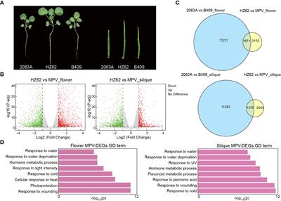 Genome-wide analysis of transcriptome and histone modifications in Brassica napus hybrid